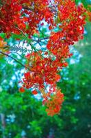 verão poinciana phoenix é uma espécie de planta com flores que vive nos trópicos ou subtrópicos. flor da árvore de chama vermelha, real poinciana foto