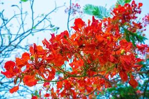 verão poinciana phoenix é uma espécie de planta com flores que vive nos trópicos ou subtrópicos. flor da árvore de chama vermelha, real poinciana foto