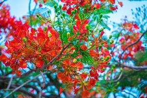 verão poinciana phoenix é uma espécie de planta com flores que vive nos trópicos ou subtrópicos. flor da árvore de chama vermelha, real poinciana foto