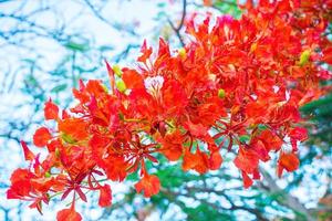 verão poinciana phoenix é uma espécie de planta com flores que vive nos trópicos ou subtrópicos. flor da árvore de chama vermelha, real poinciana foto