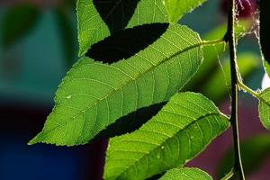 folha verde e folhas. frutas e vegetais. planta e plantas. árvore e árvores. foto