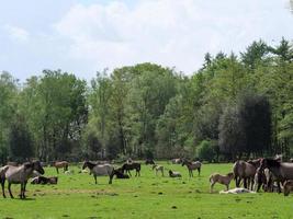 cavalos selvagens no muensterland alemão foto