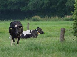 vacas no muensterland alemão foto