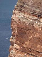 pássaros na ilha de helgoland foto