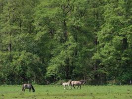 cavalos selvagens no muensterland alemão foto