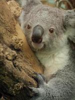 animais do zoológico foto