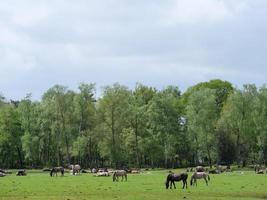 cavalos selvagens no muensterland alemão foto