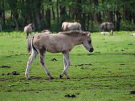 cavalos selvagens na Vestfália foto