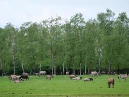 cavalos selvagens na Vestfália foto