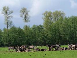 cavalos selvagens no muensterland alemão foto