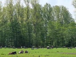 cavalos selvagens no muensterland alemão foto