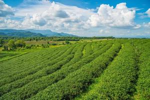 plantações de chá choui fong em chiangrai, província do norte da tailândia. foto