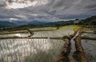 ban pa pong piang arroz terraços campo na província de chiang mai da tailândia ao pôr do sol. foto