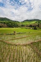 os terraços de arroz e a agricultura da zona rural da província de chiang rai, a província do norte da tailândia. foto