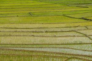 a textura dos terraços de arroz na zona rural do norte da tailândia. foto