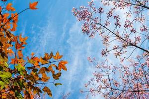 a folha de bordo vermelho e as flores de cerejeira do Himalaia na temporada de inverno da tailândia. foto