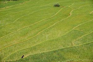 a bela textura do campo de terraços de arroz em chiang rai, província do norte da tailândia. foto