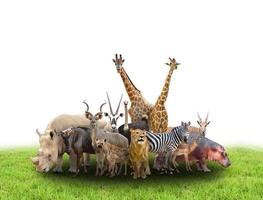 grupo de animais da África foto