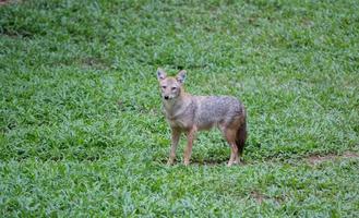 chacal dourado no zoológico foto