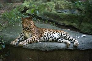 leopardo panthera pardus foto