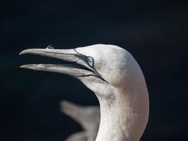 pássaros na ilha de helgoland foto