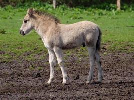 cavalos selvagens na Vestfália foto