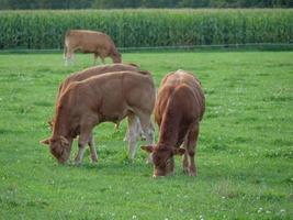 a pequena aldeia weseke em westphalia foto