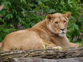 animais do zoológico foto