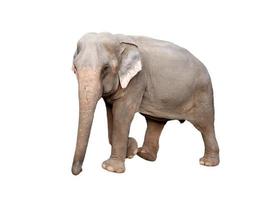 elefante asiático isolado foto