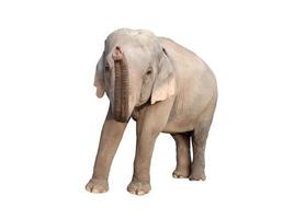 elefante asiático isolado foto
