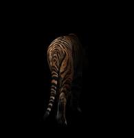 tigre de bengala no escuro foto
