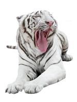 tigre de bengala branco isolado foto