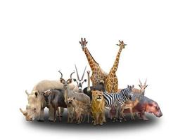 grupo de animais da África foto