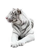 tigre de bengala branco isolado foto