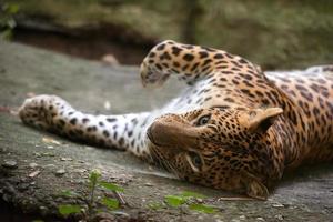 leopardo panthera pardus foto