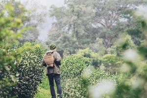 colheita de homem escolhe folhas de chá verde frescas no campo de chá de terra alta em chiang mai tailândia - pessoas locais com agricultura no conceito de natureza de terra alta foto