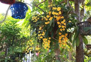 dendrobium lindleyi ou flor dendrobium. feche o bando de flores de orquídea amarela na árvore no jardim com a luz da manhã. o lado do buquê de flores de orquídea. foto
