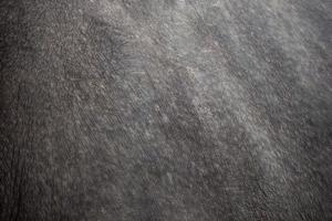 pele de rinoceronte para fundo e texturas foto