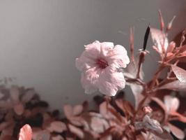 imagem artificial de flores alaranjadas claras no jardim. foto
