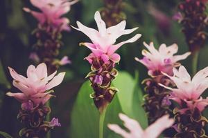 curcuma alismatifolia ou siam tulip ou tulipa de verão, efeito vintage foto