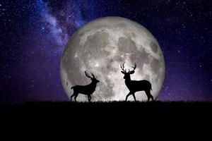 silhueta de veado noturno contra o pano de fundo de um grande elemento de lua da imagem é decorado pela nasa foto