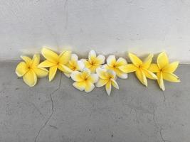 flores de frangipani, frangipani, árvore de pagode ou árvore do templo em fundo natural. foto