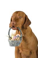 cachorro segurando cesta de ovos foto