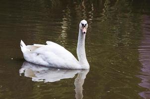 animal cisne branco foto