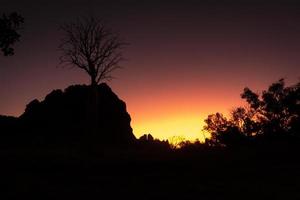 silhueta de uma árvore boab ao pôr do sol foto