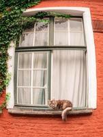 gato fofo deitado no parapeito da janela da casa com parede vermelha em bruges, bélgica. foto