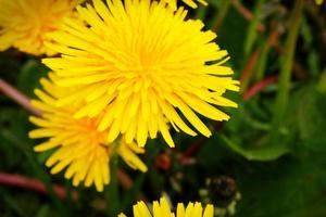 amarelo dente-de-leão comum taraxacum officinale florescendo foto