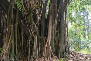 enorme árvore da floresta tropical no brasil foto