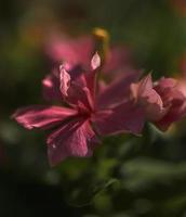 uma flor de pervinca de madagascar foto