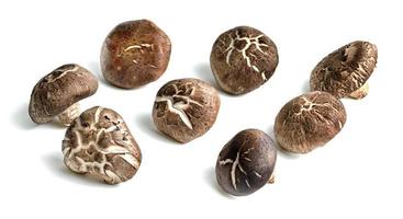 cogumelos shiitake isolados no fundo branco foto